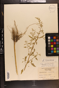 Chenopodium berlandieri var. boscianum image