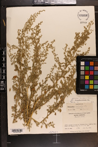 Chenopodium berlandieri image