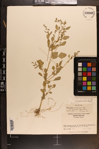 Chenopodium berlandieri image