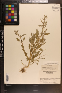 Chenopodium berlandieri image