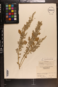 Chenopodium berlandieri image