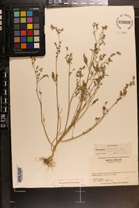 Chenopodium berlandieri image