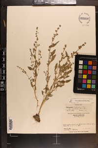 Chenopodium berlandieri image