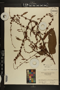 Rumex pulcher image