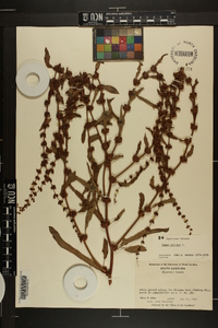 Rumex pulcher image