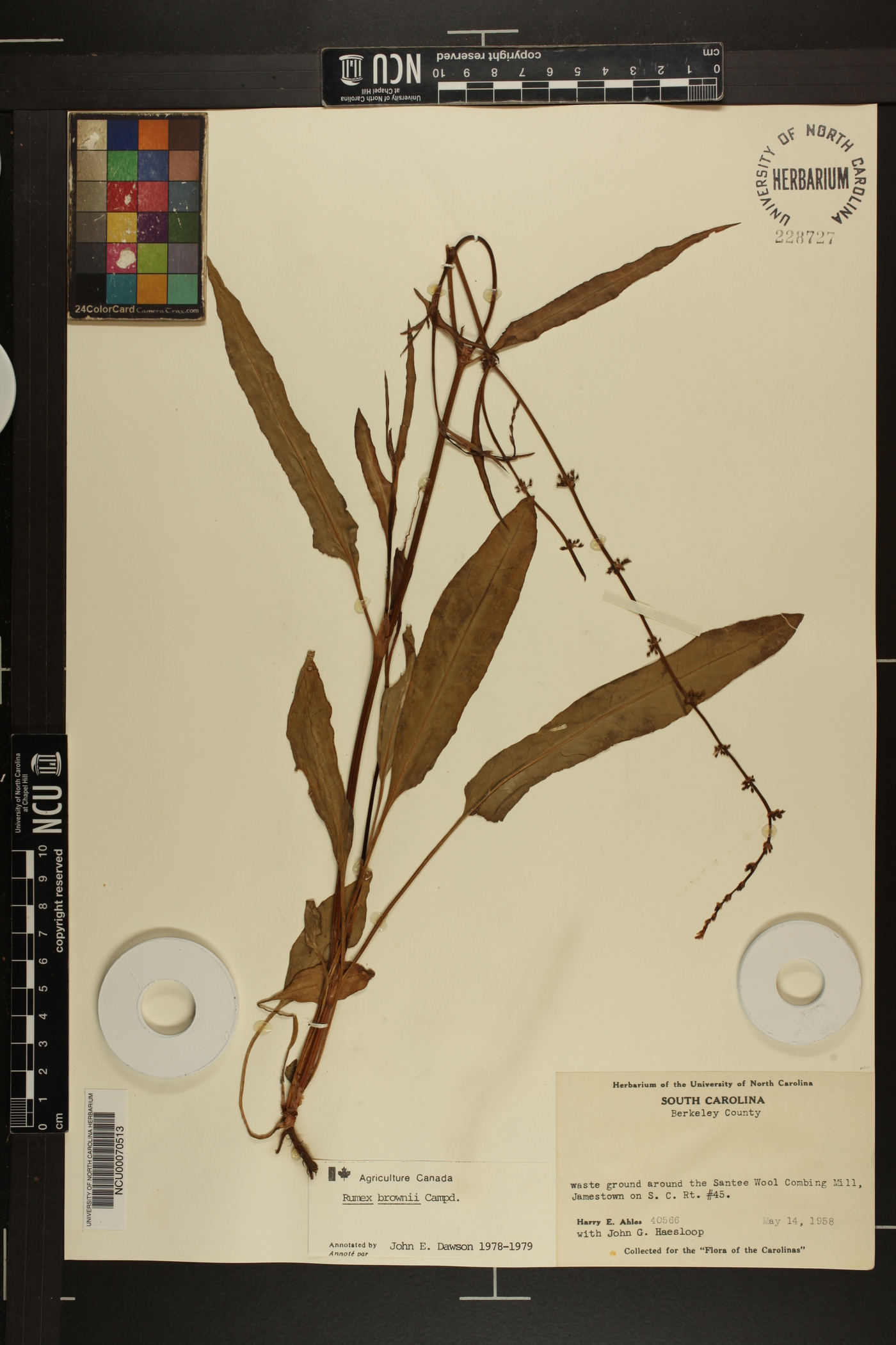 Rumex brownii image