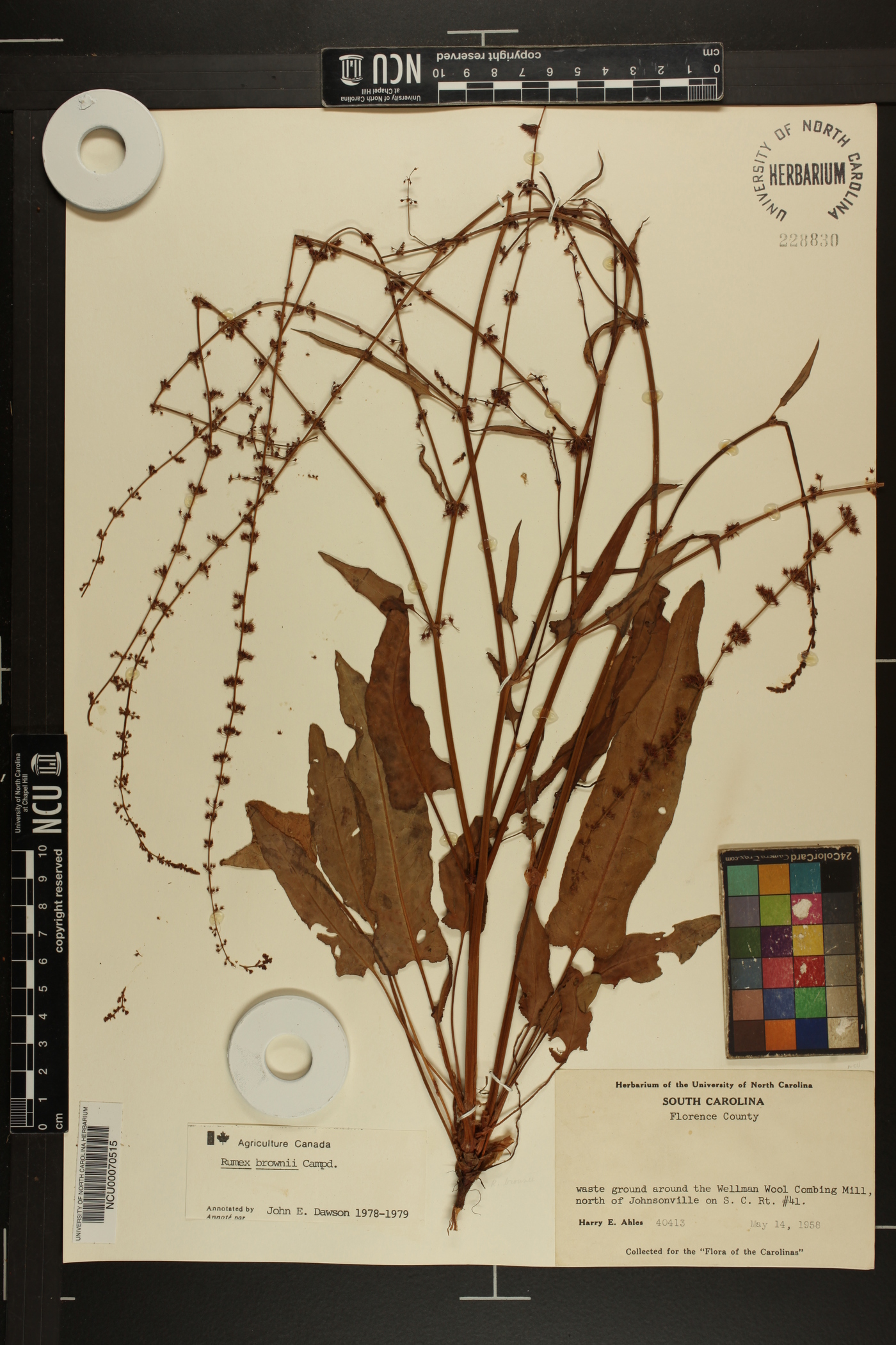 Rumex brownii image