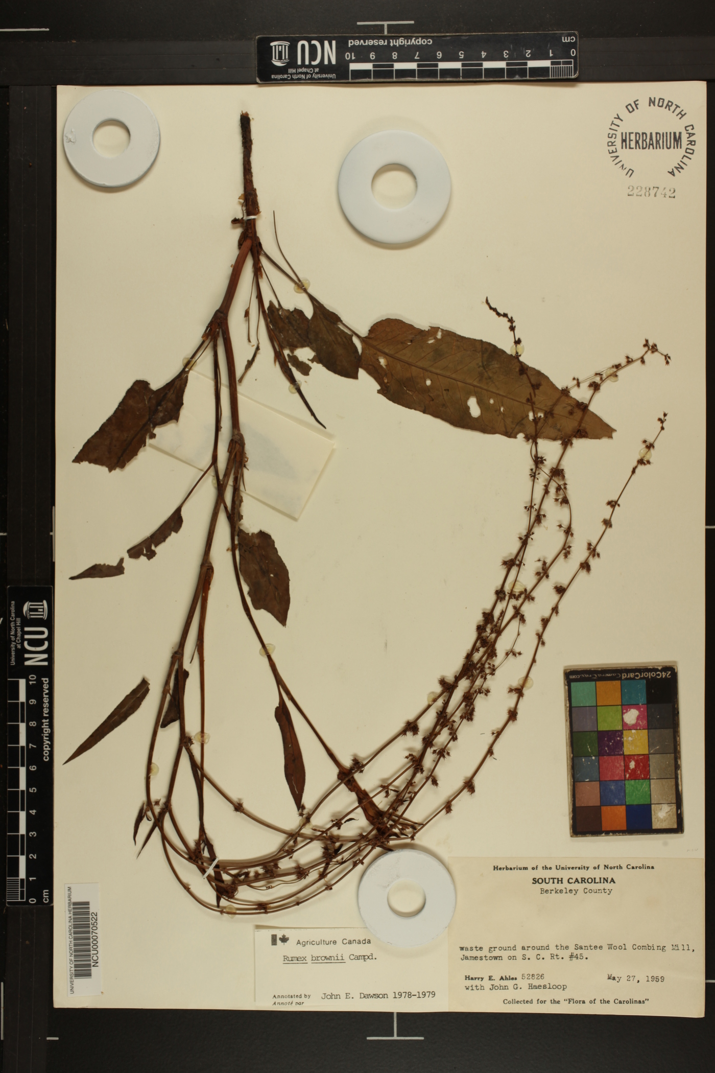 Rumex brownii image
