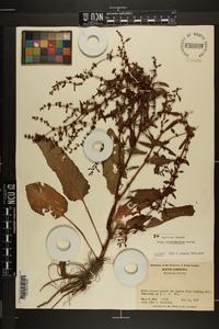 Rumex conglomeratus image