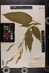 Persicaria orientalis image