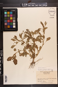 Amaranthus hybridus image