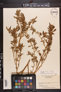 Amaranthus hybridus image