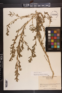 Amaranthus albus image