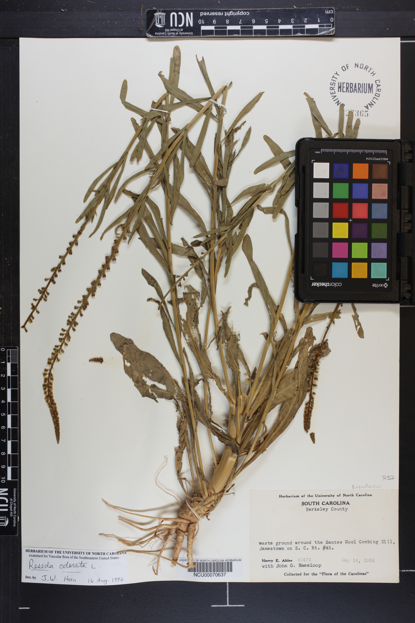 Reseda odorata image