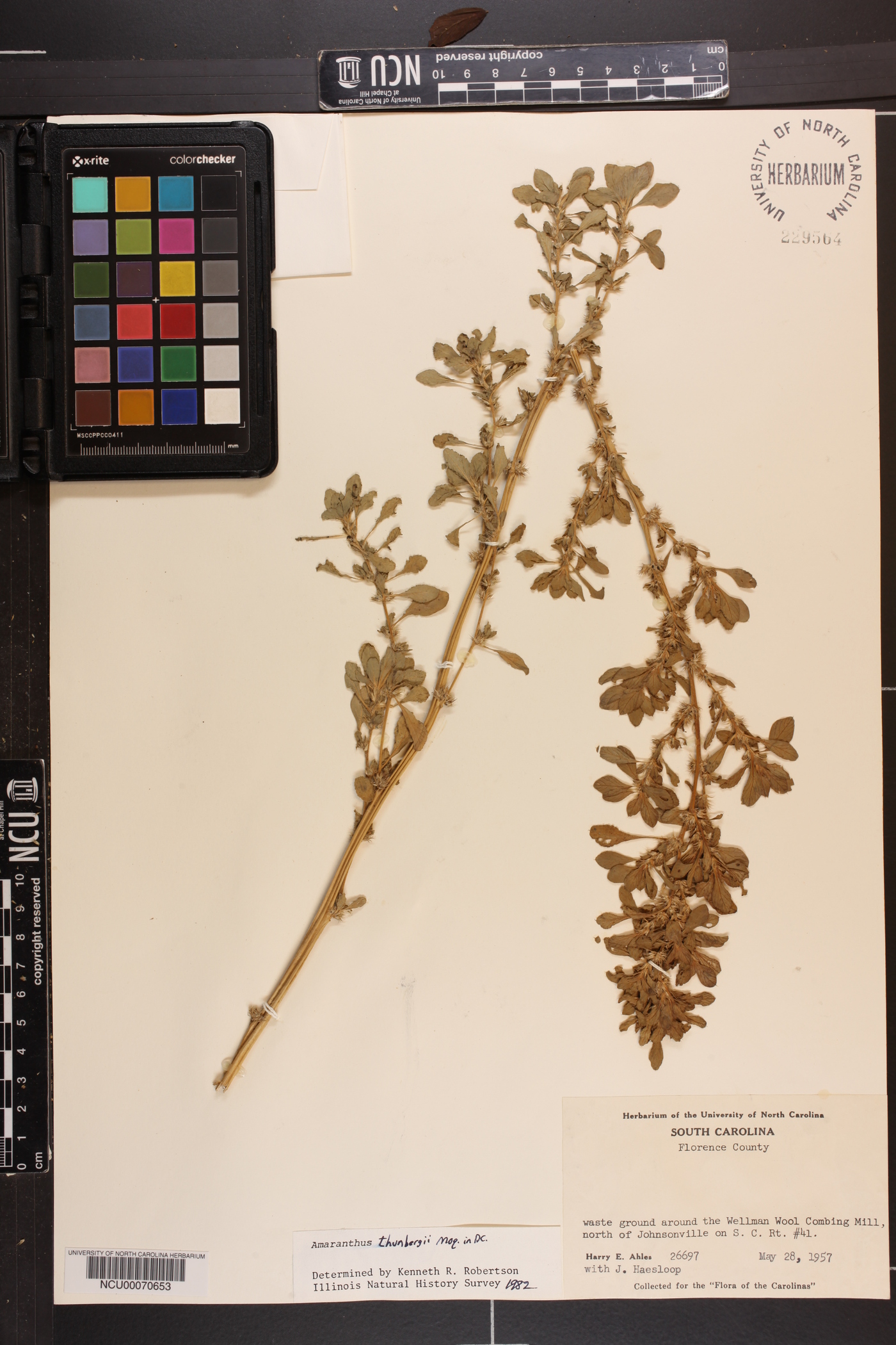 Amaranthus thunbergii image