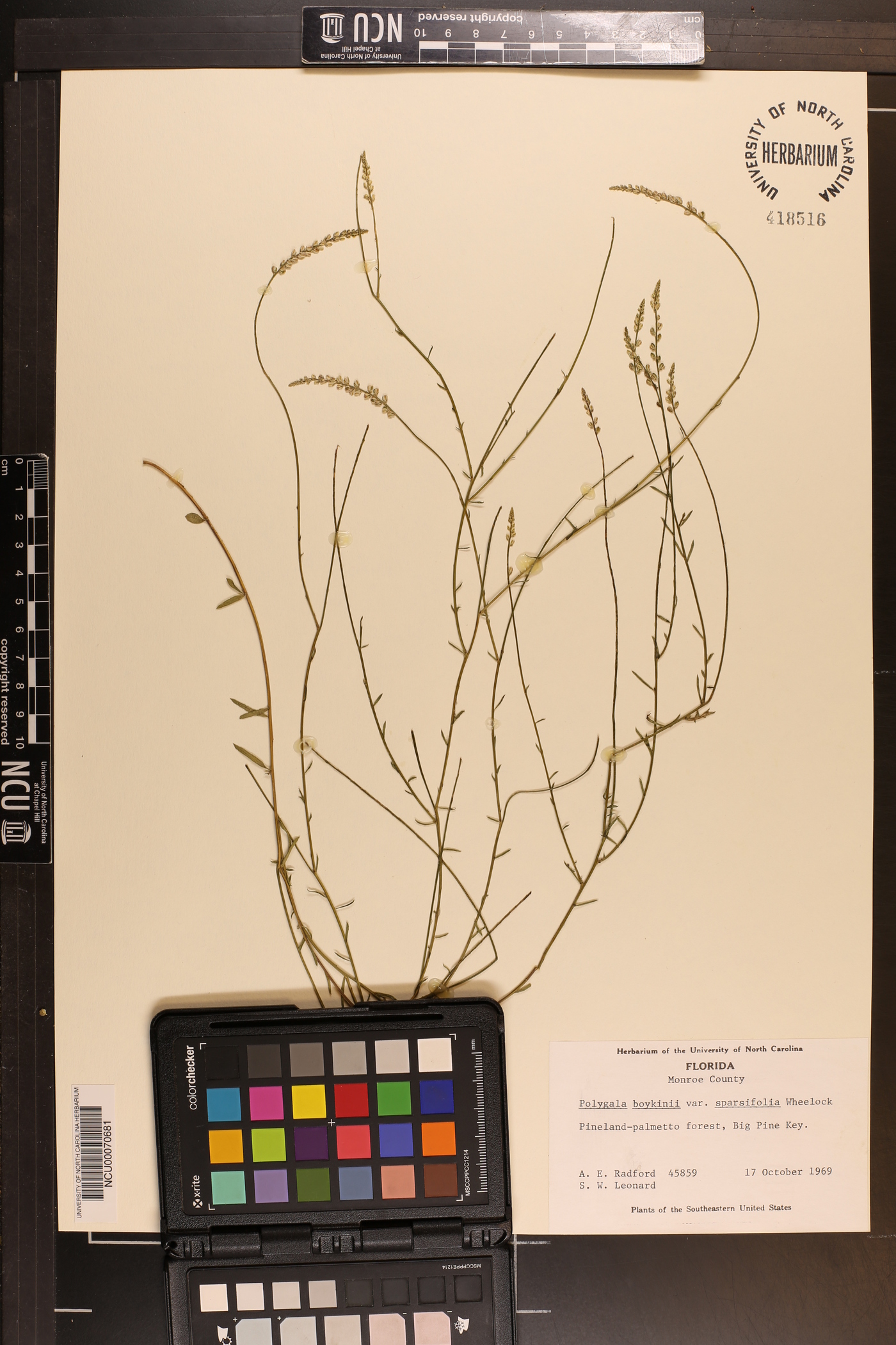 Polygala boykinii var. sparsifolia image