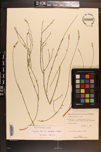 Polygala boykinii image