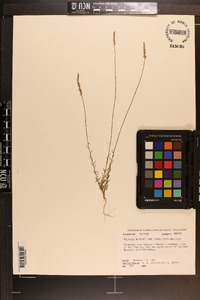 Polygala boykinii image