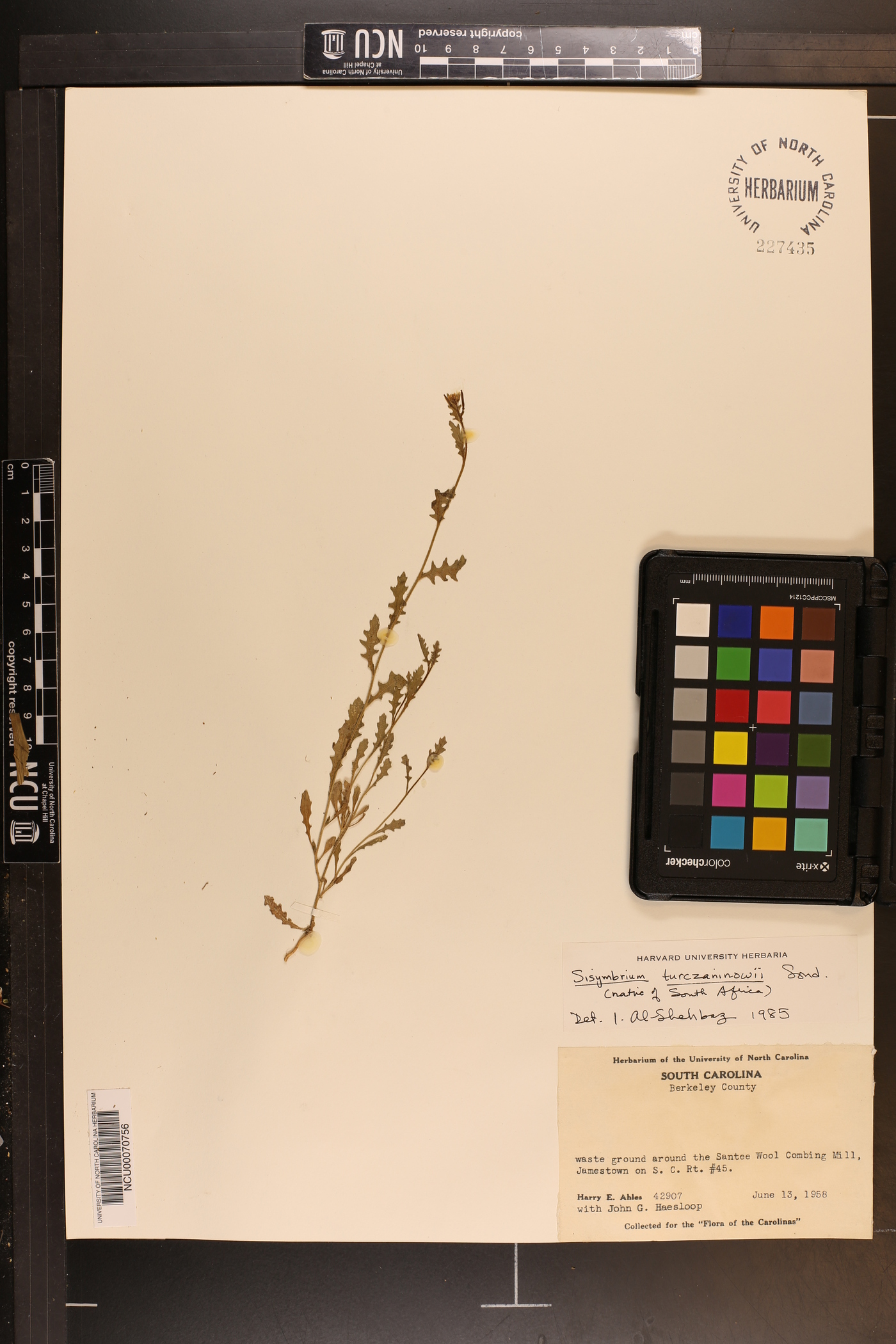 Sisymbrium turczaninowii image