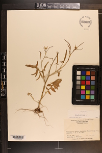 Sisymbrium irio image