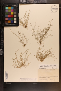 Sagina decumbens image