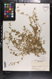 Medicago minima image