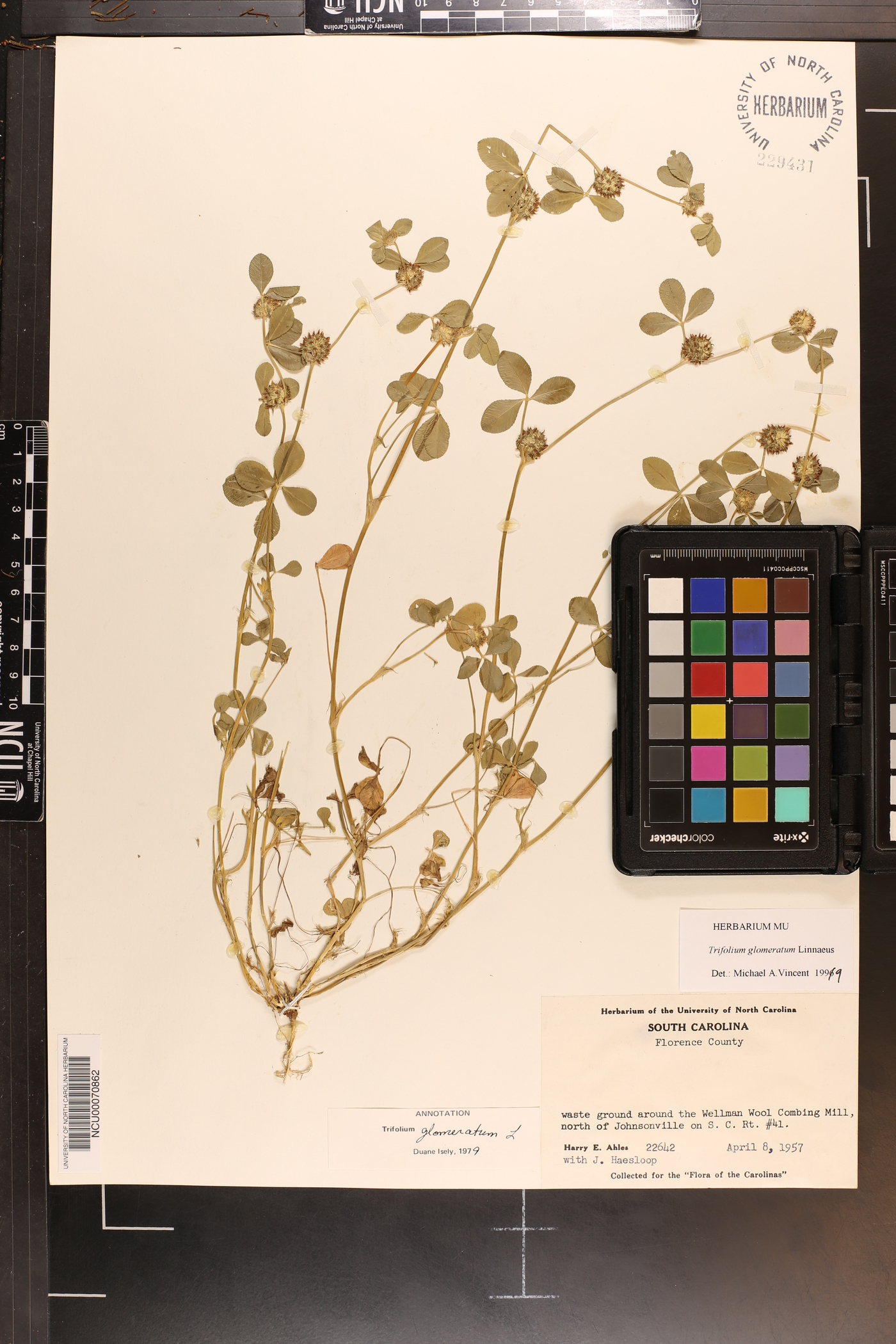 Trifolium glomeratum image