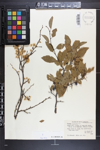Prunus umbellata image