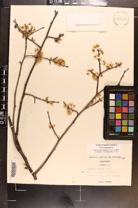 Prunus umbellata image