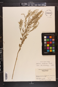 Lepidium austrinum image