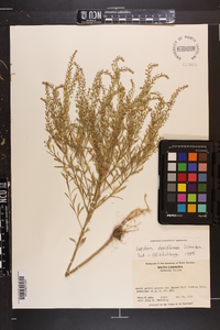 Lepidium densiflorum image