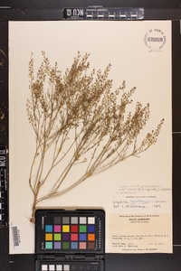 Lepidium densiflorum image