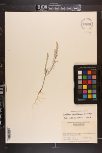 Lepidium densiflorum image