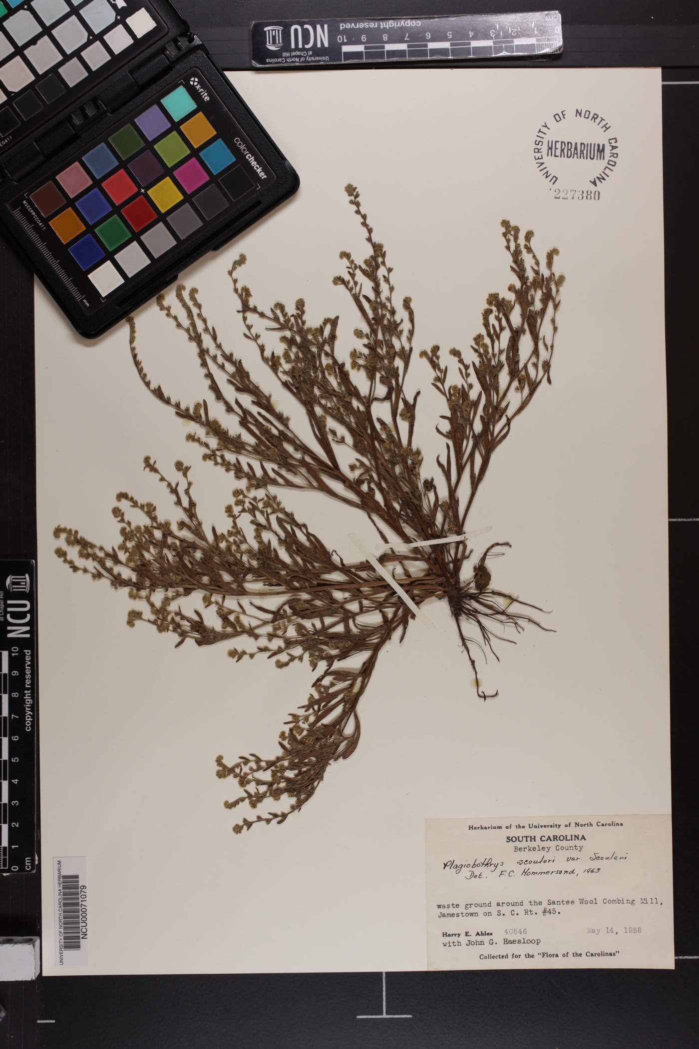 Plagiobothrys scouleri var. scouleri image