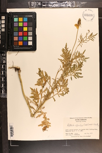 Ratibida columnifera image