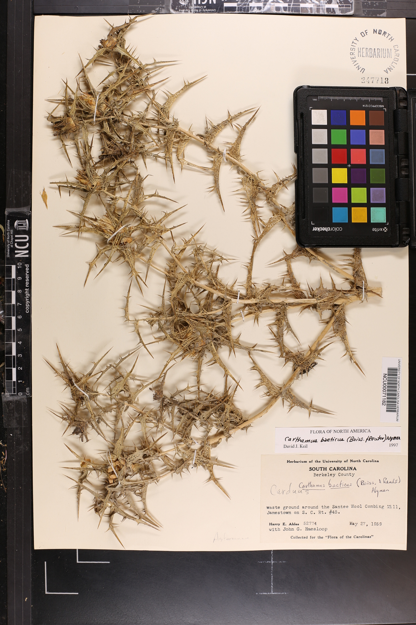 Carthamus baeticus image