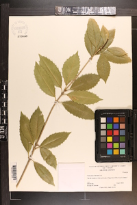 Osmanthus fortunei image