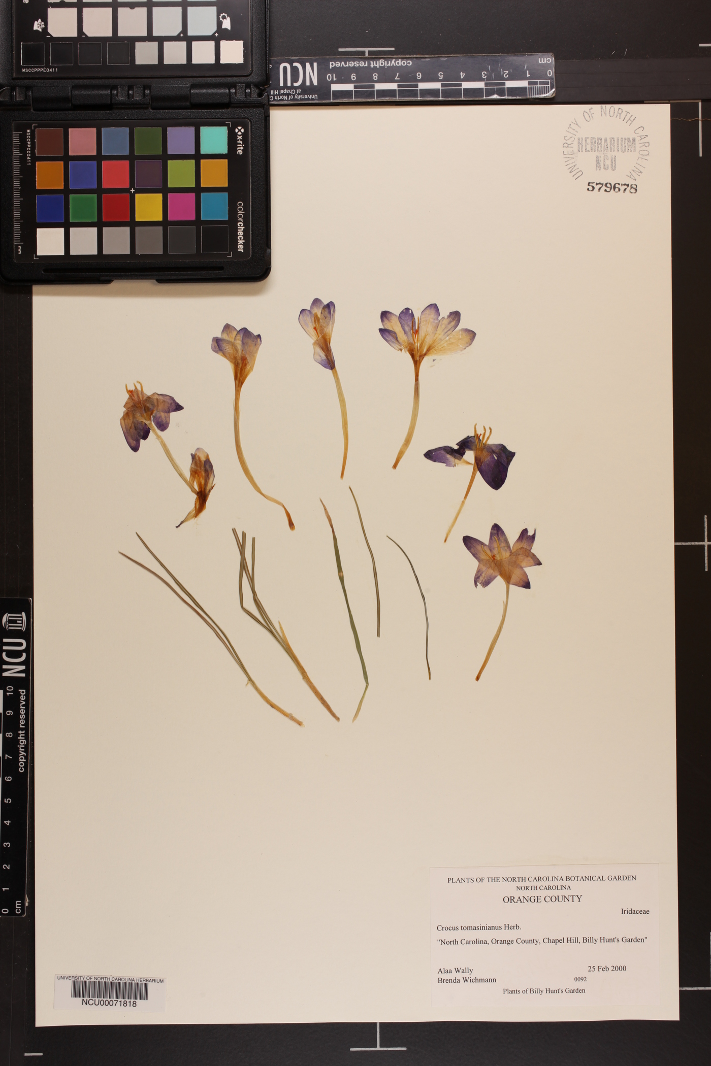 Crocus tommasinianus image