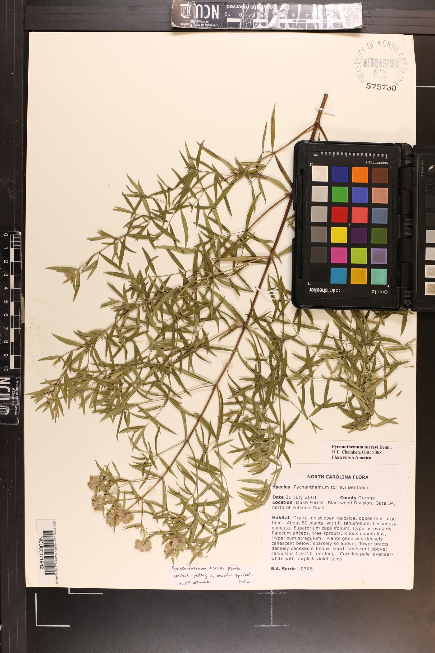 Pycnanthemum torreyi image