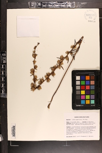 Liatris squarrulosa image