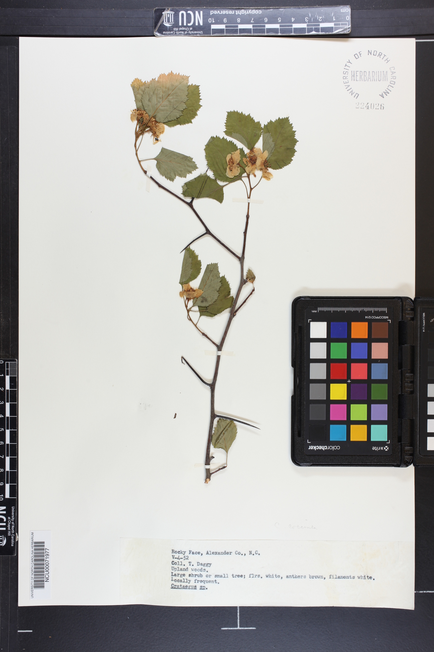 Crataegus coccinea image
