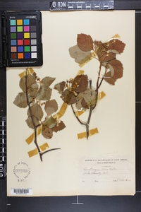 Crataegus succulenta image