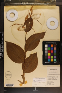 Cypripedium parviflorum var. pubescens image