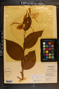 Cypripedium parviflorum var. pubescens image