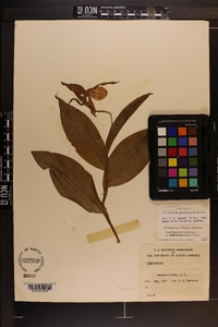 Cypripedium parviflorum var. pubescens image