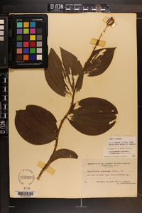 Cypripedium parviflorum var. pubescens image