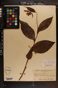 Cypripedium parviflorum var. pubescens image