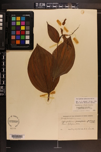 Cypripedium parviflorum var. pubescens image