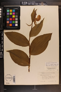 Cypripedium parviflorum var. pubescens image