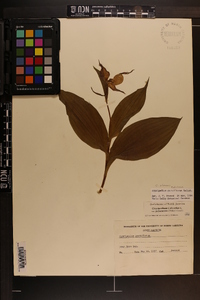 Cypripedium parviflorum var. pubescens image